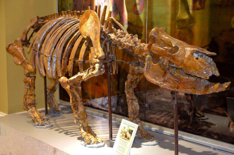 Chilotherium orlovi Bayshashov, 1982, Museum of Nature, Almaty