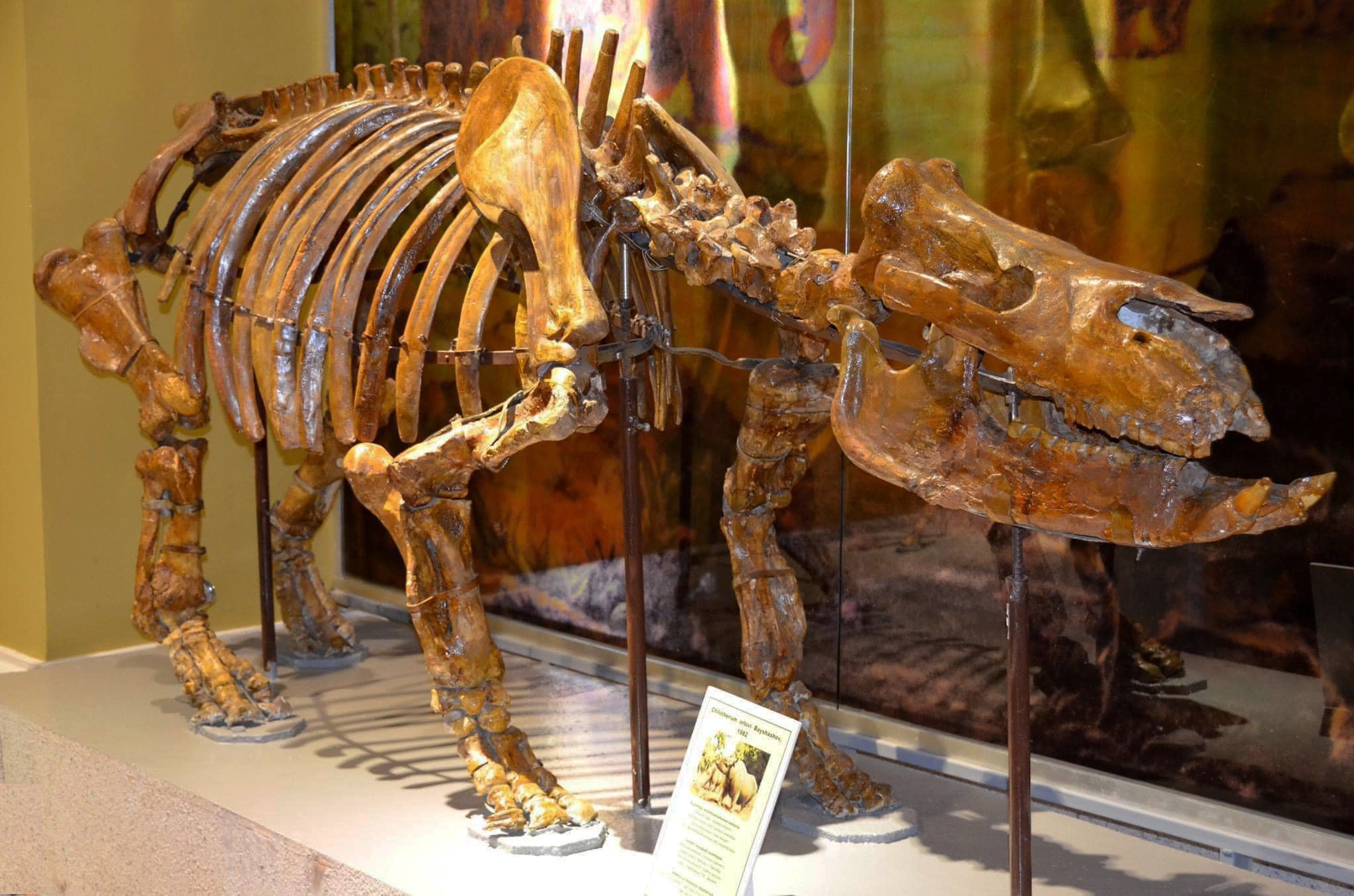 Chilotherium orlovi Bayshashov, 1982, Museum of Nature, Almaty