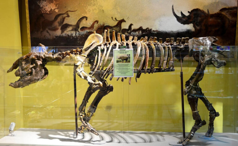 Aceratherium depereti Borissyak, 1927, Museum of Nature, Almaty