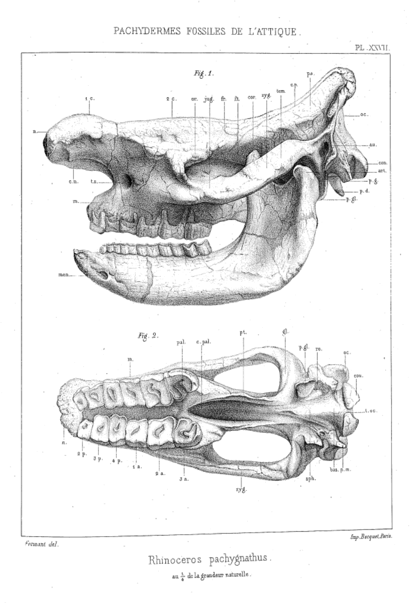 Gaudry 1862 pachygnathus skull
