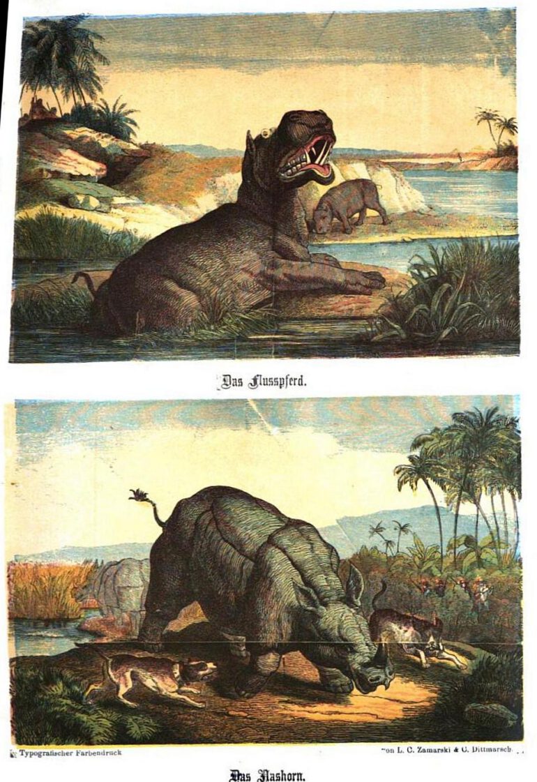 Zamarski 1864 Nashorn