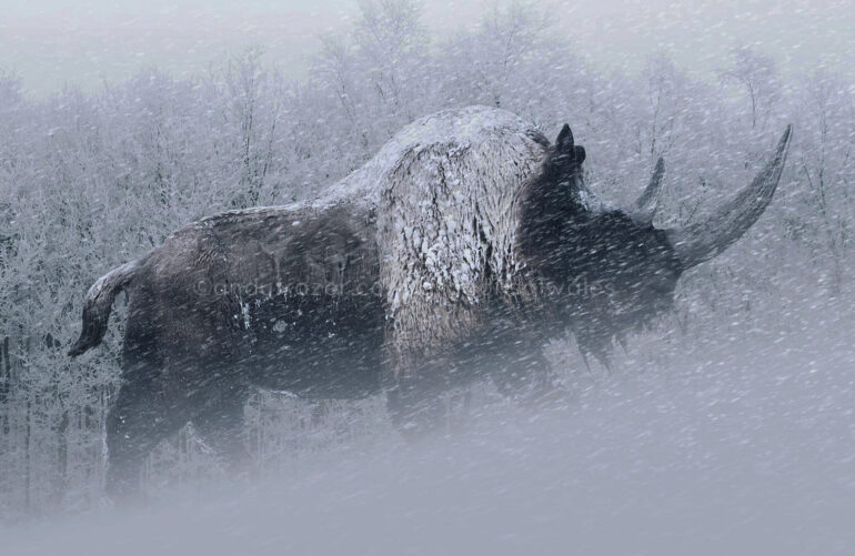 Coelodonta antiquitatis (Blum., 1799) in a cold steppe