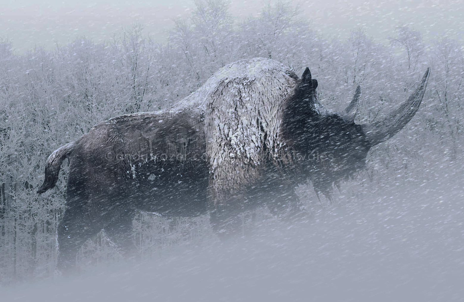 Coelodonta antiquitatis (Blum., 1799) in a cold steppe