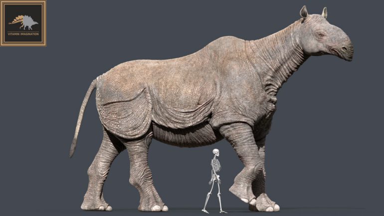 Paraceratherium (an attempt of reconstruction)