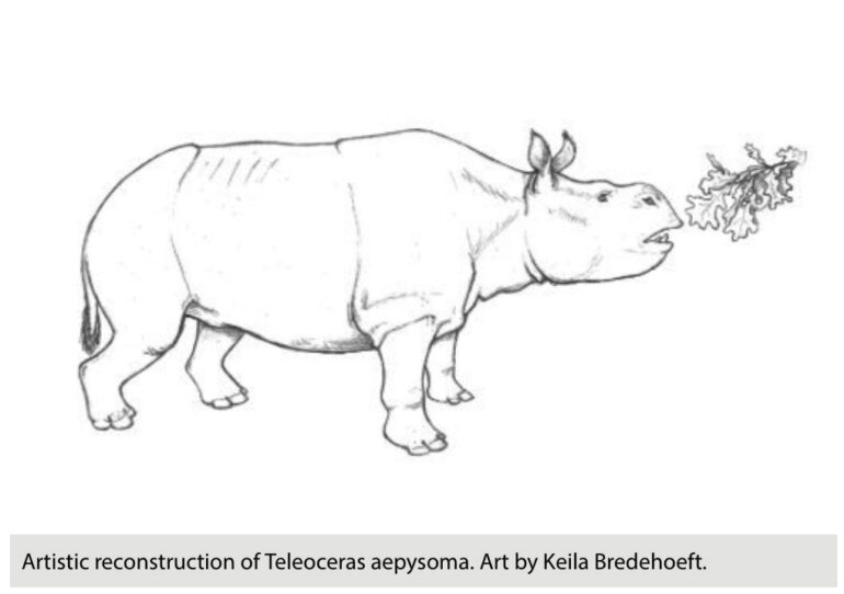 A Teleoceras aepysoma artistic reconstruction