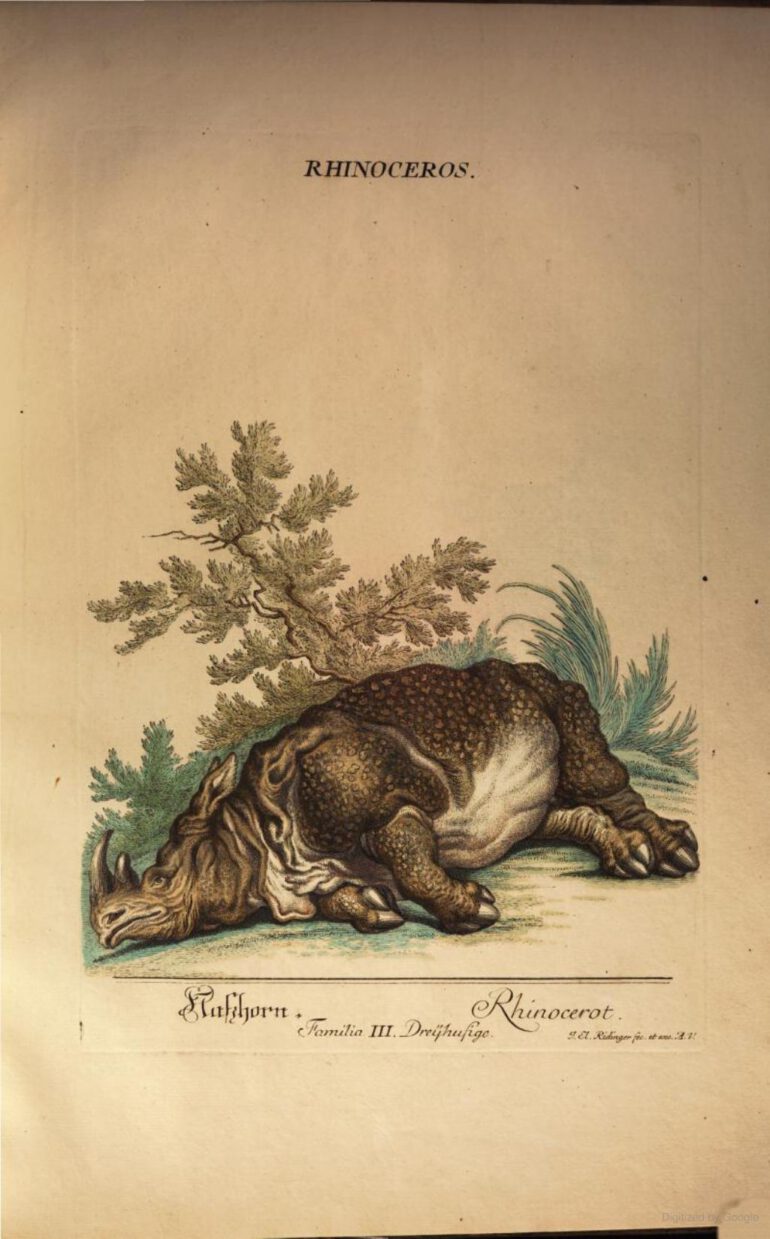 Ridinger 1768 Double-horned