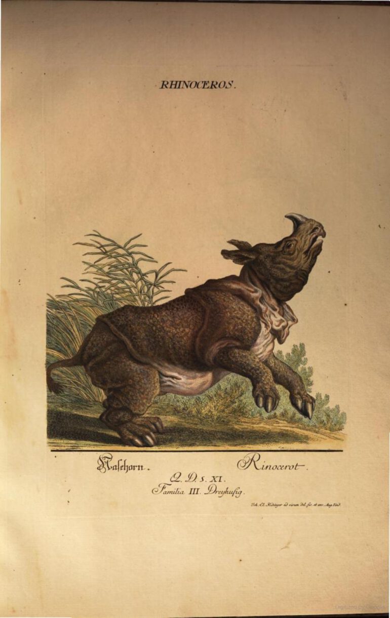 Ridinger 1768 Clara in Augsburg