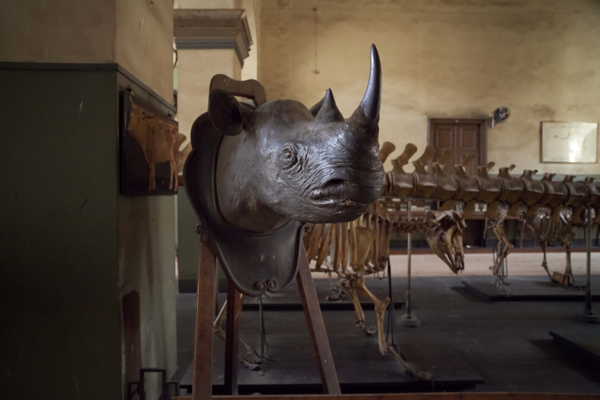 Nikolskaya 2010 Egypt