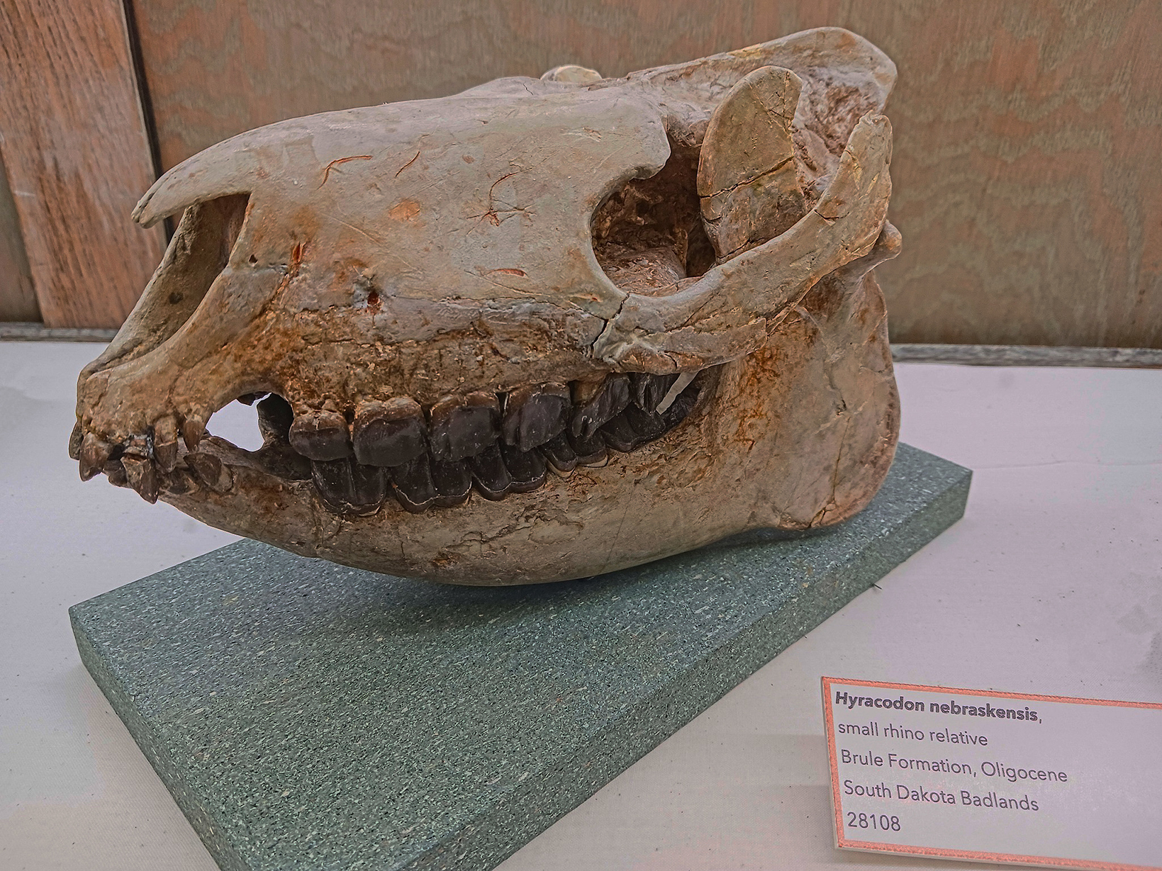 A skull of Hyracodon nebraskensis (Leidy, 1850)