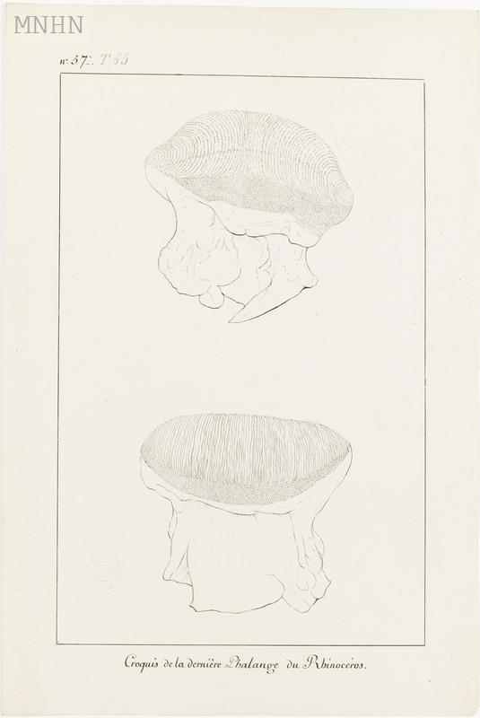 Dissection 1793 phalanx