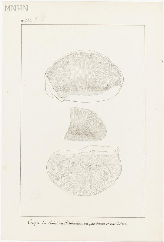 Dissection 1793 hoof inside