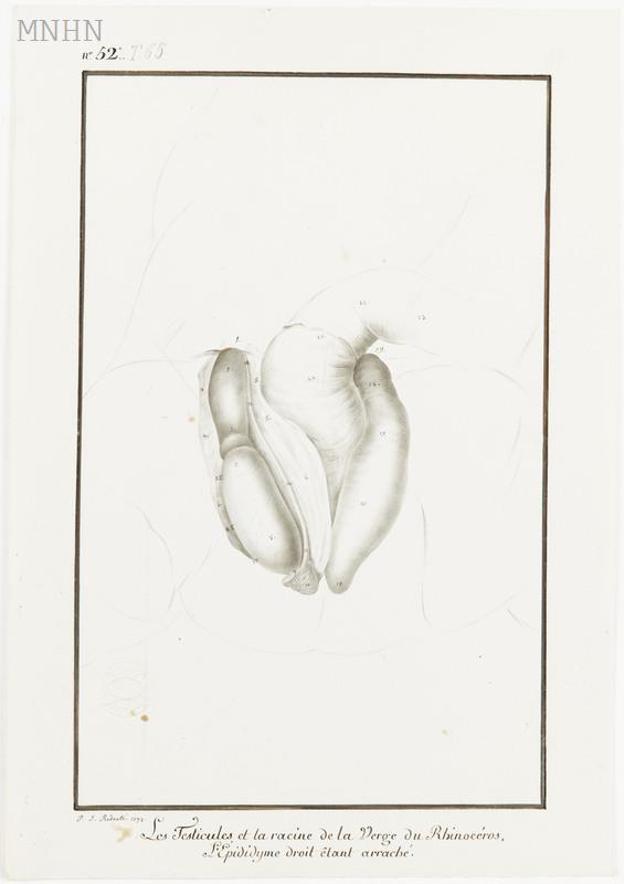 Dissection 1793 testicles