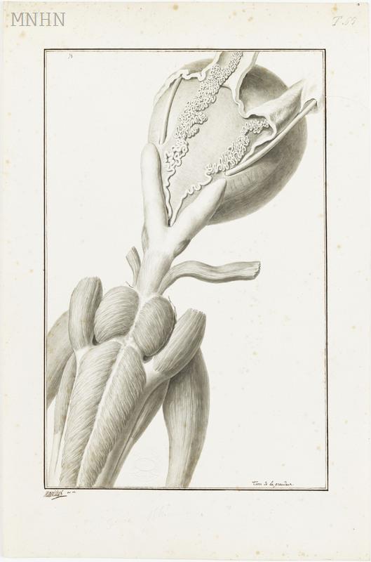 Dissection 1793 genitalia