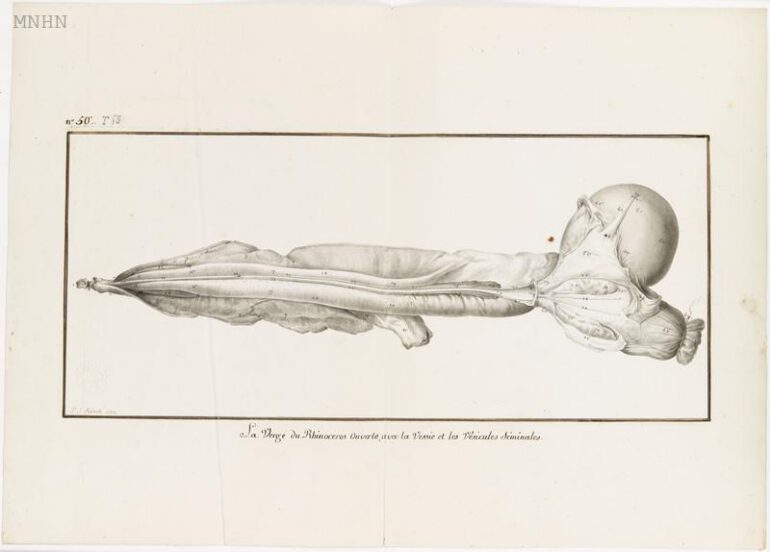 Dissection 1793 penis