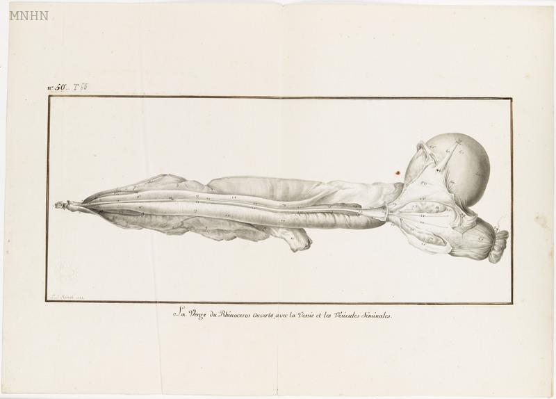 Dissection 1793 penis