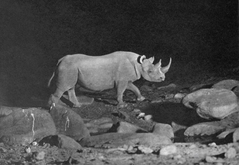 Black rhinoceros at the waterhole