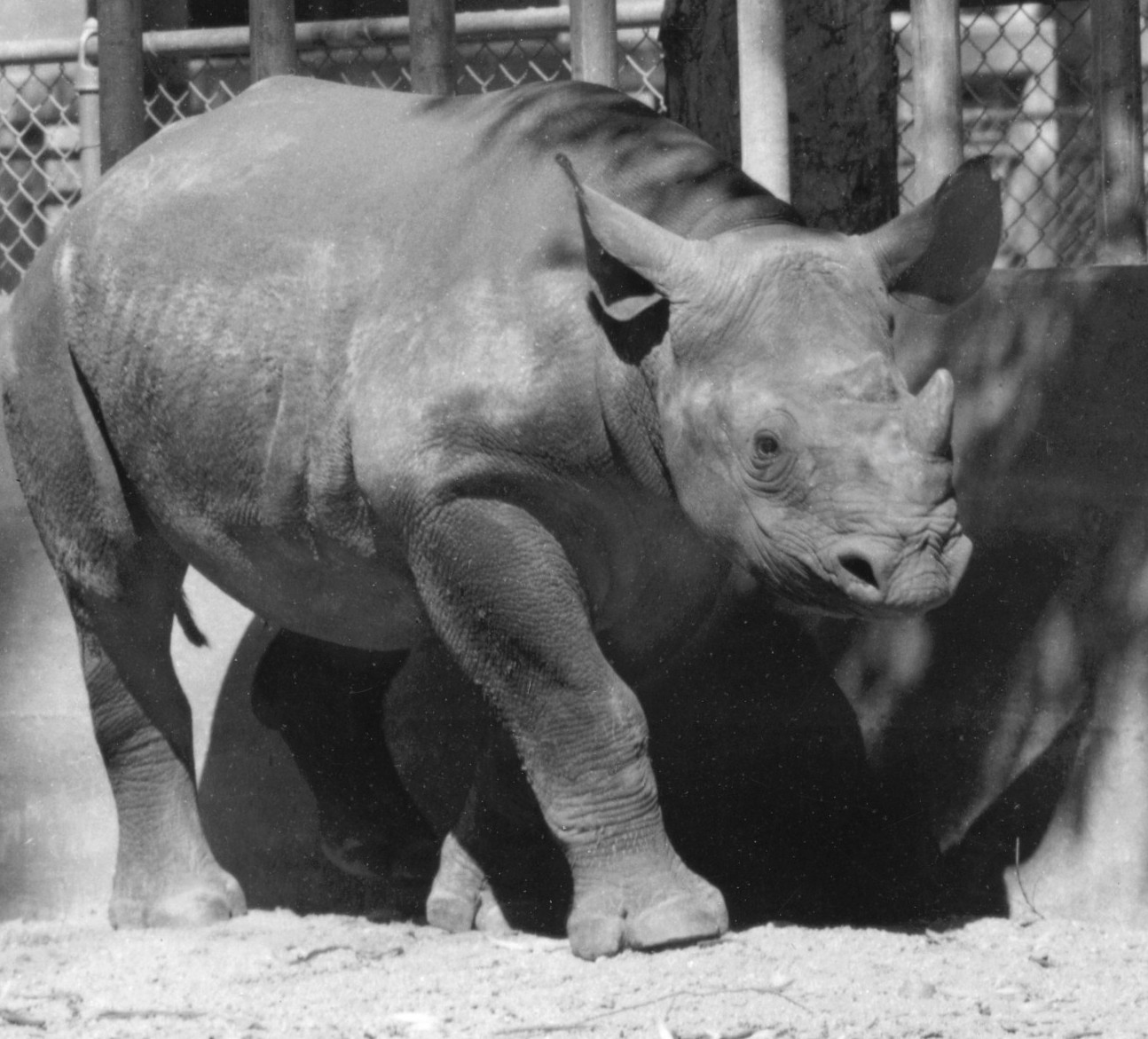 San Diego Zoo’s first Black rhinoceros – “Sally”