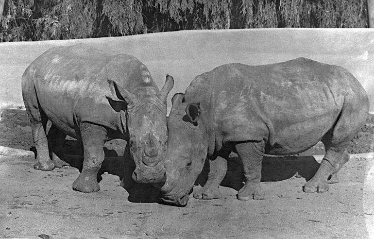San Diego Zoo’s first White rhinoceros pair