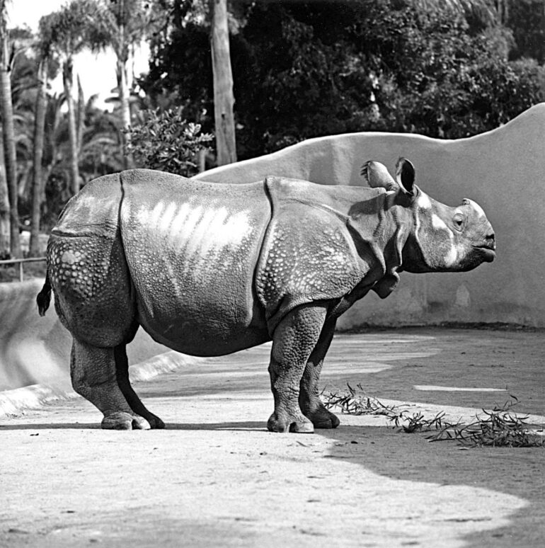 San Diego Zoo’s first Indian rhinoceros
