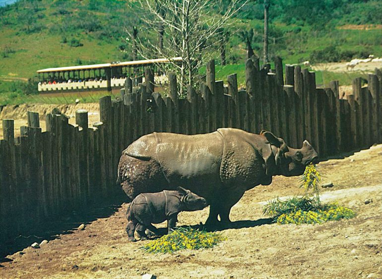 San Diego Wild Animal Park’s first birth of an Indian rhinoceros
