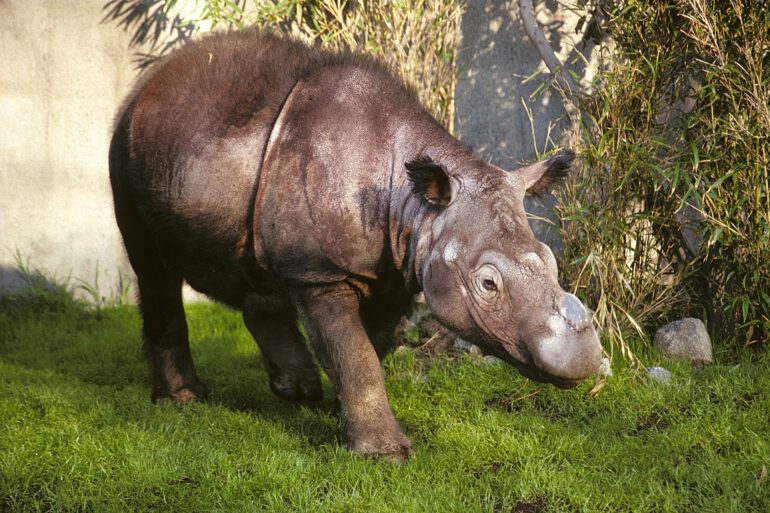 San Diego Zoo’s first Sumatran rhinoceros
