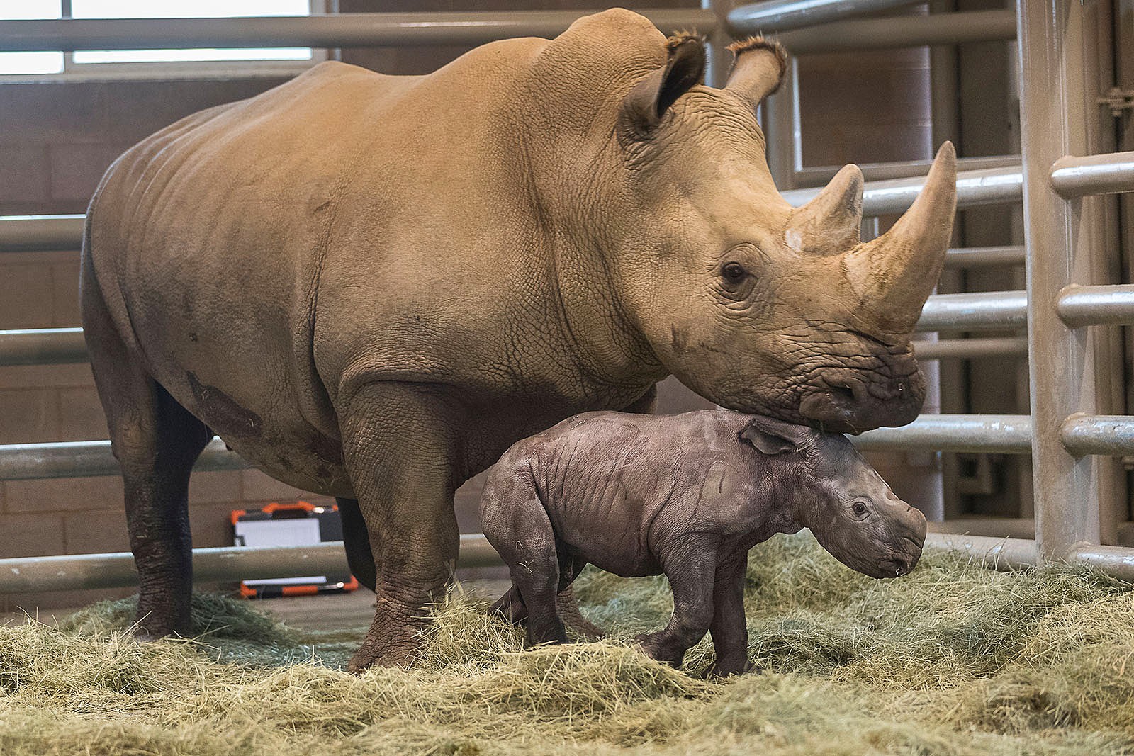 First Southern White rhino birth by artificial insemination