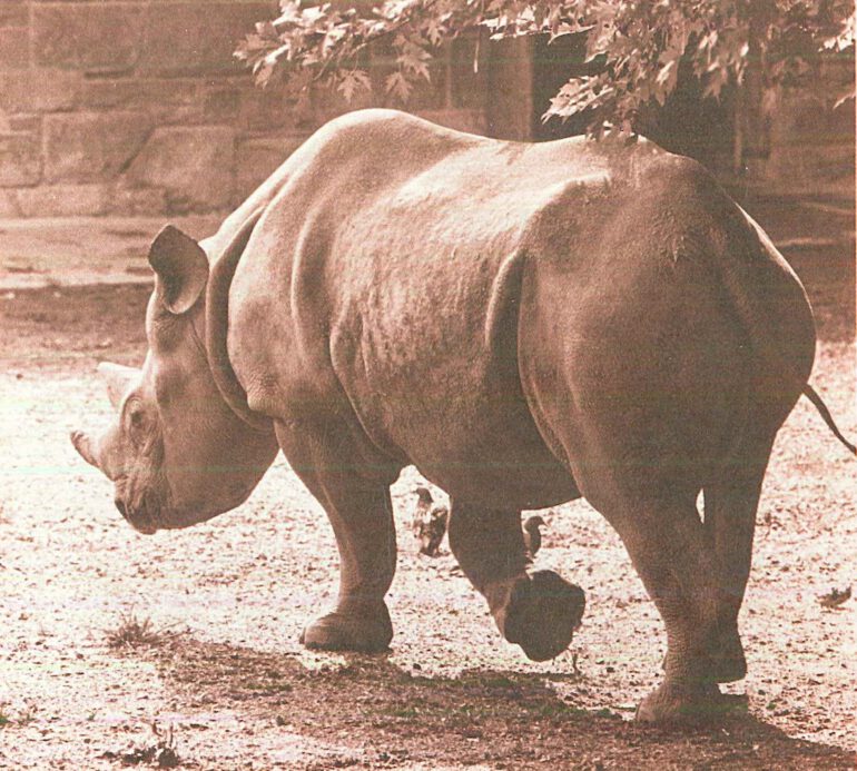 Black rhinoceros at the National Zoo – Washington