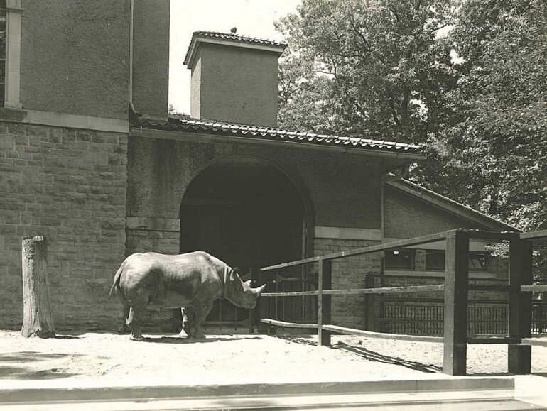 ‘Sada’ a female Black rhinoceros at the Toledo, Ohio Zoo