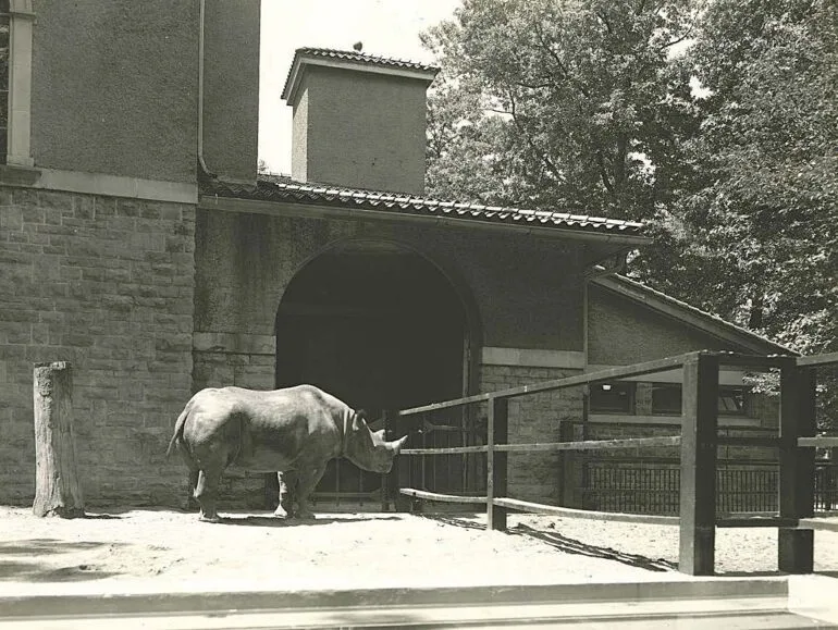 Sada' a female Black rhinoceros at the Toledo, Ohio Zoo — Rhino