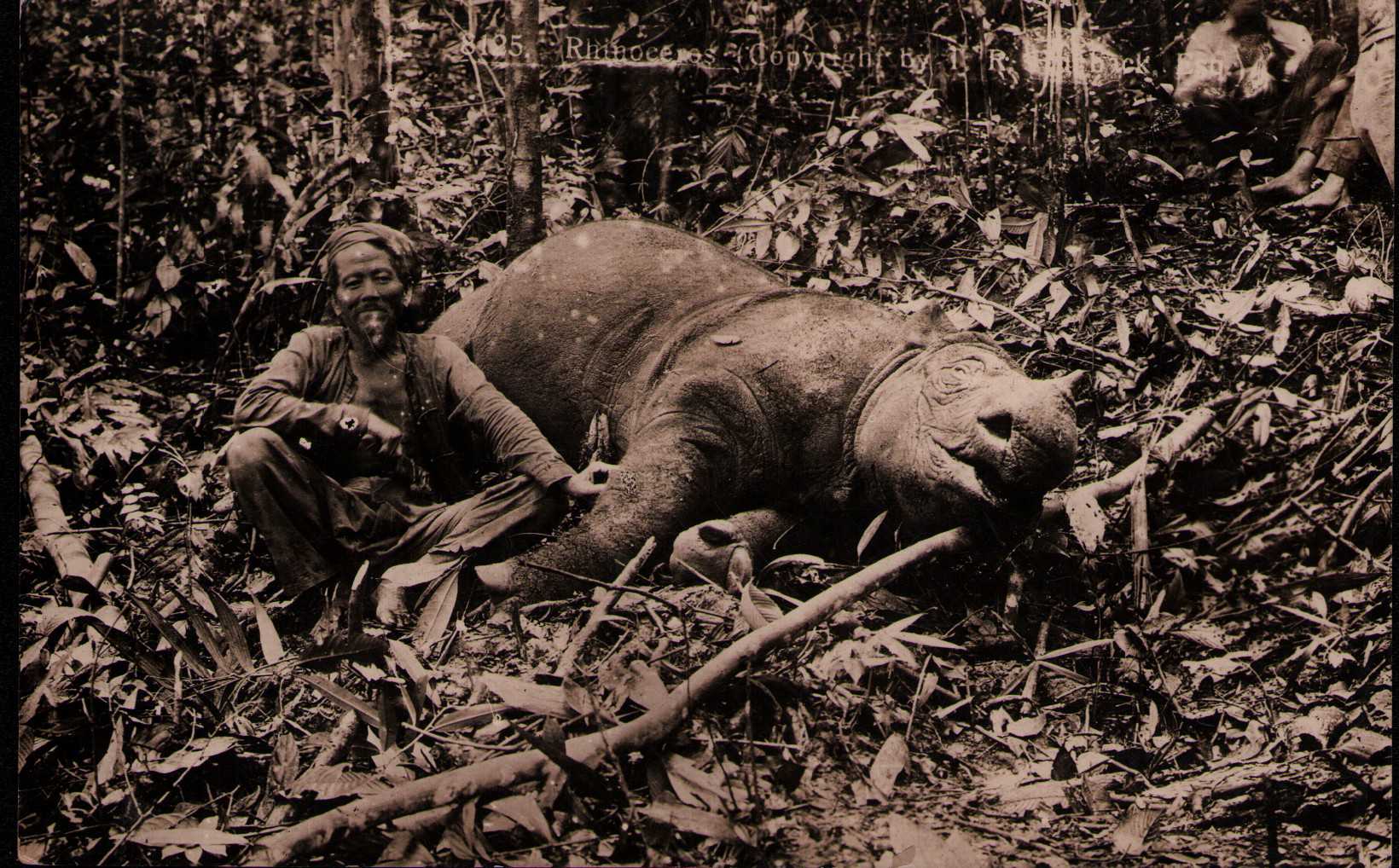 Hubback Postcard of Sumatran