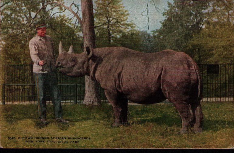 New York 1925 Postcard