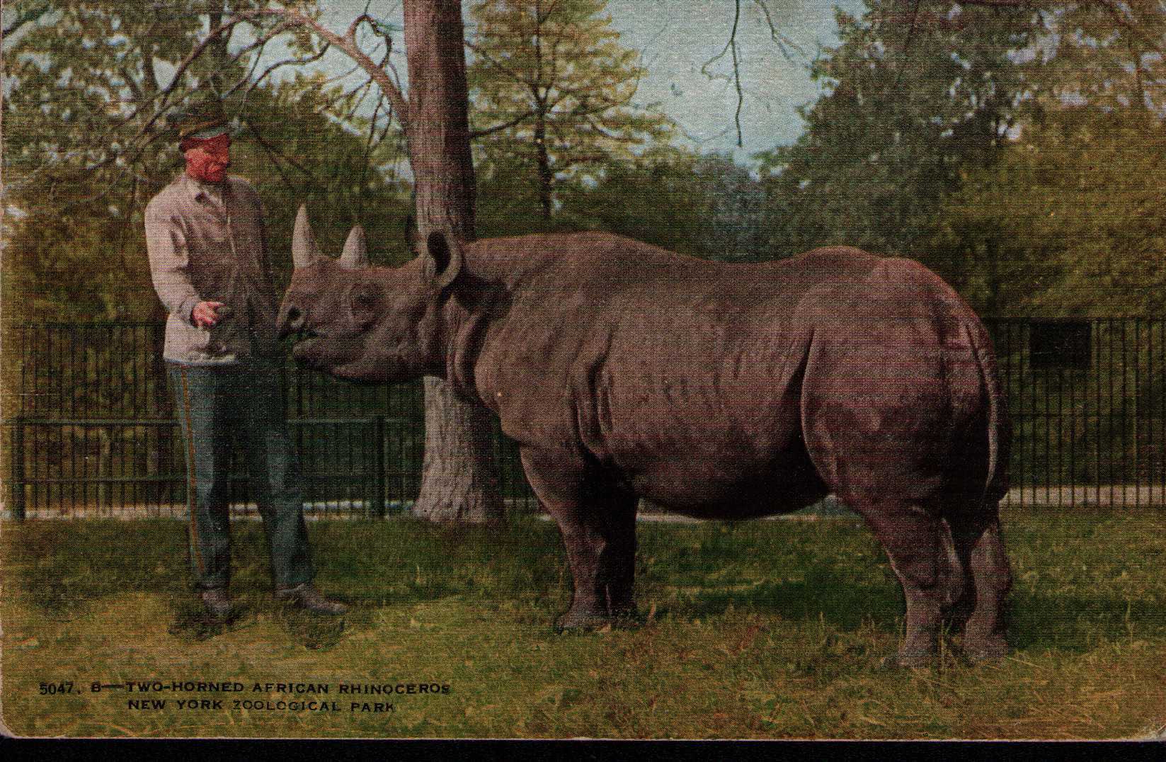 New York 1925 Postcard