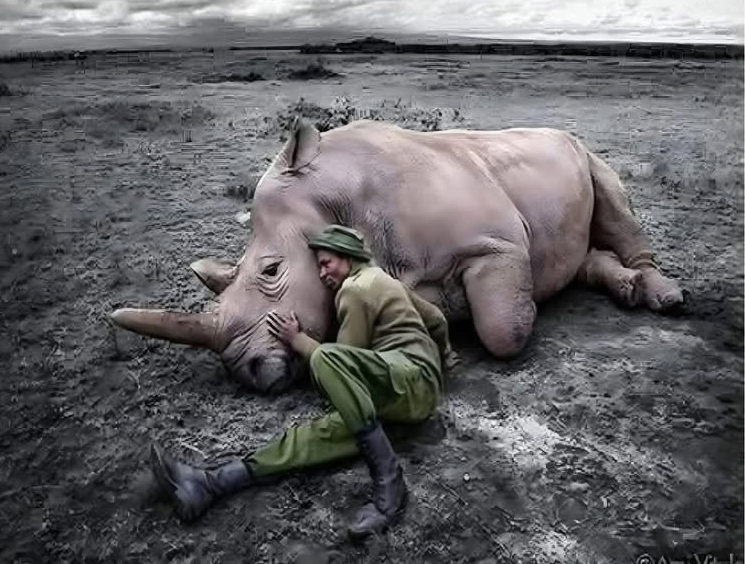 Najin with its “body guard” Zacharia