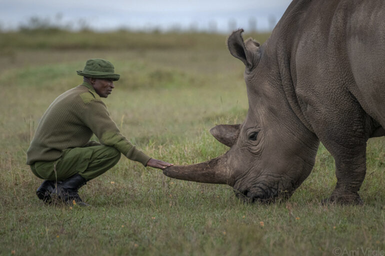 Najin and its “body guard” Zacharia in Kenia