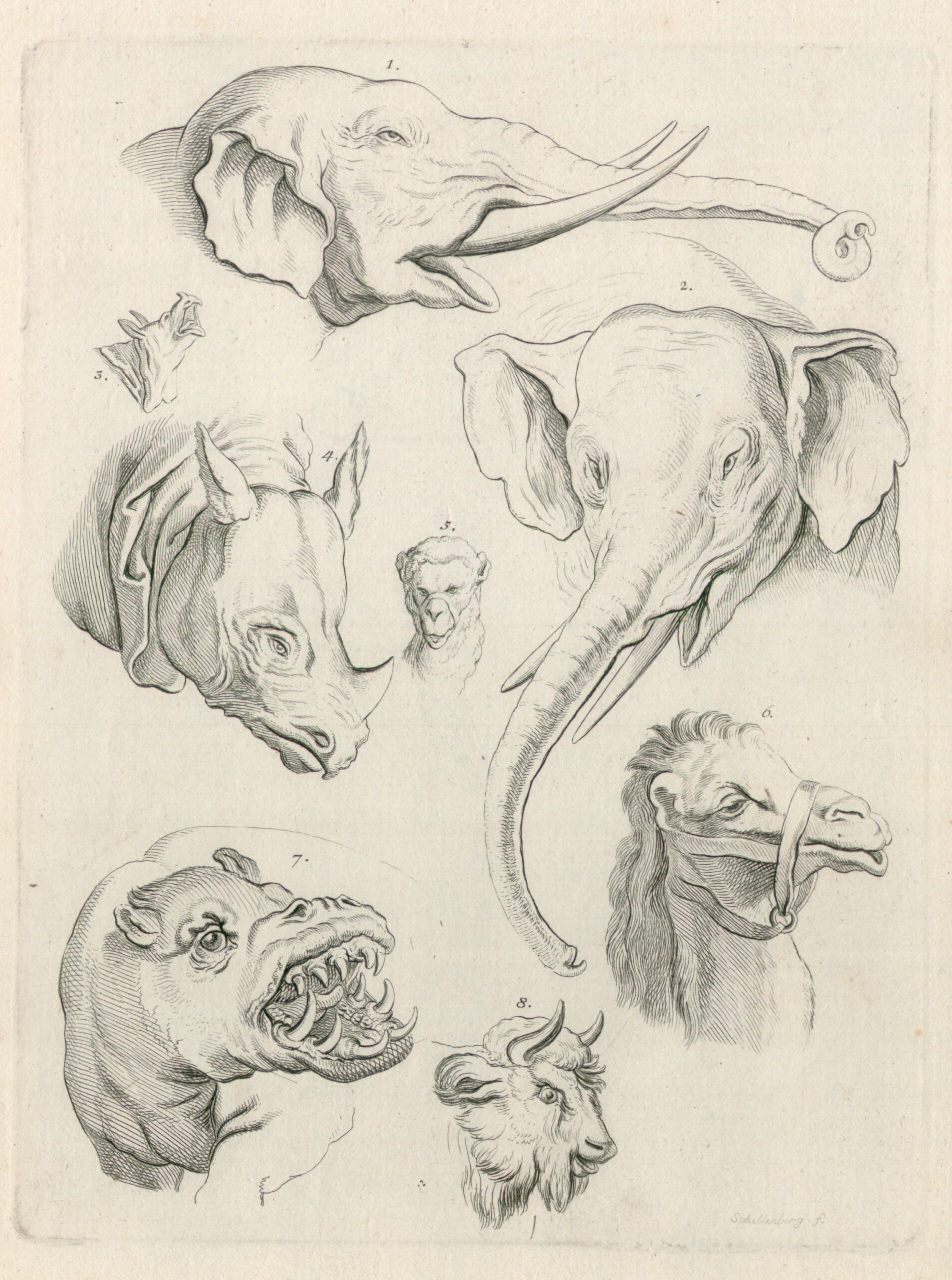 Lavater 1776 Fragment