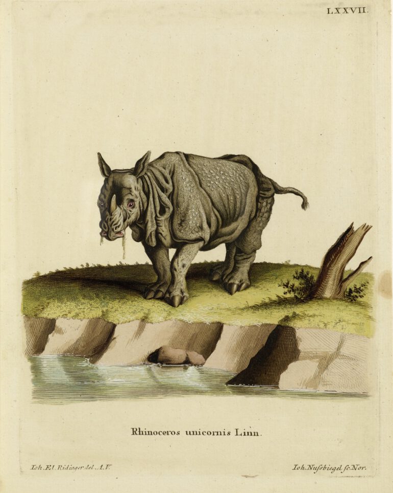 Schreber 1775 R. unicornis
