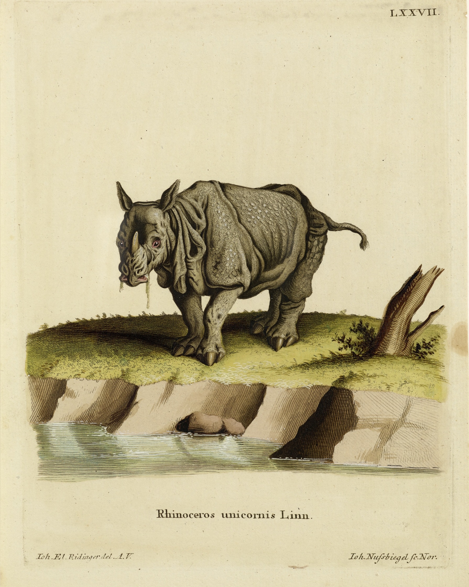 Schreber 1775 R. unicornis