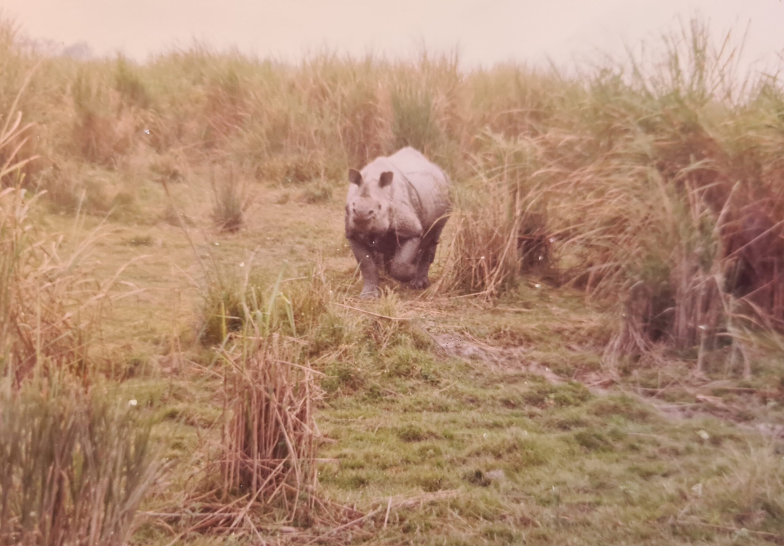 Kaziranga 1996