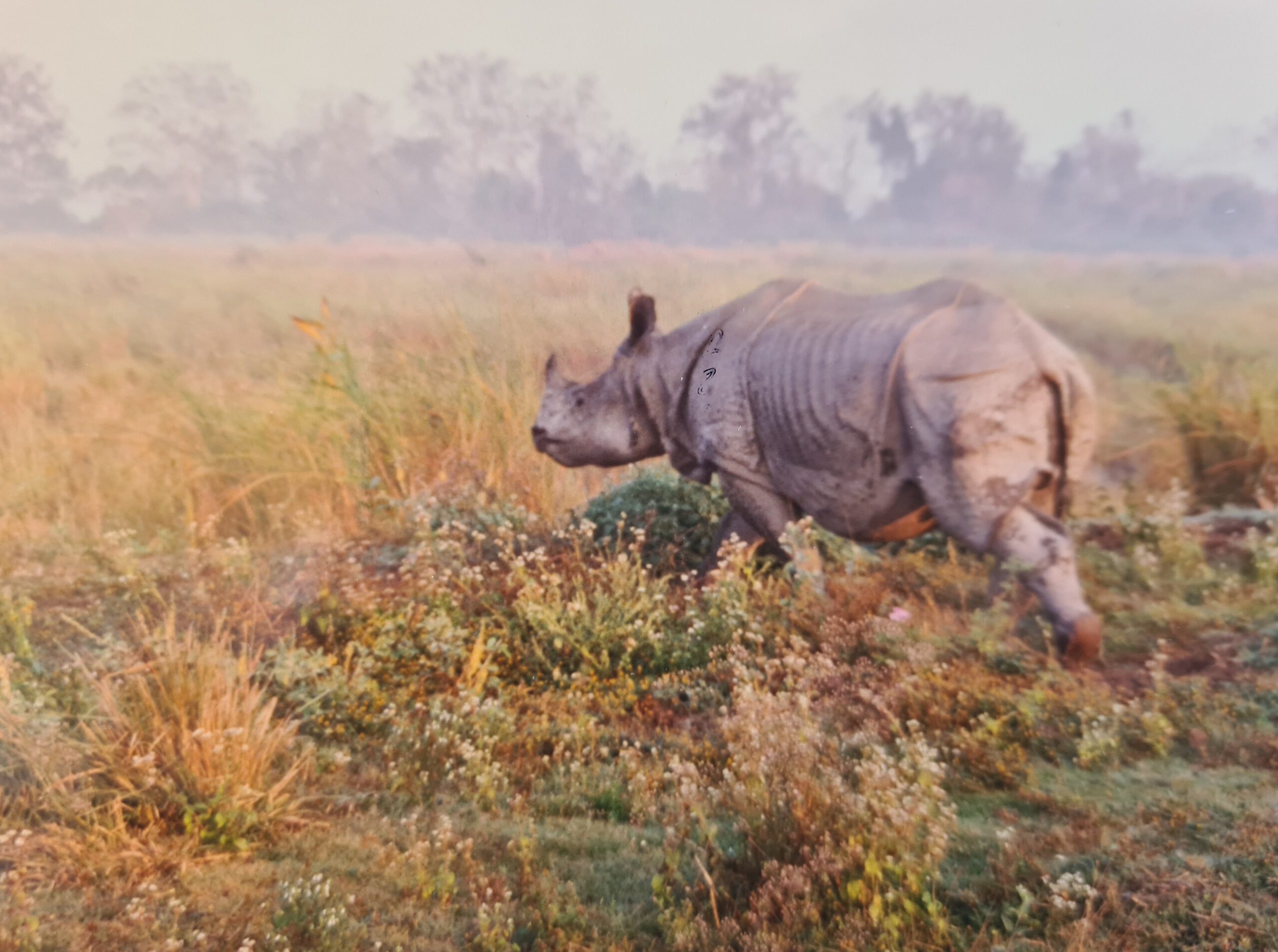 Kaziranga 1996