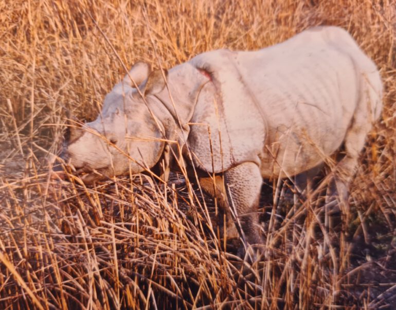 Kaziranga 1996