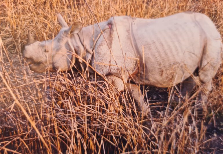 Kaziranga 1996