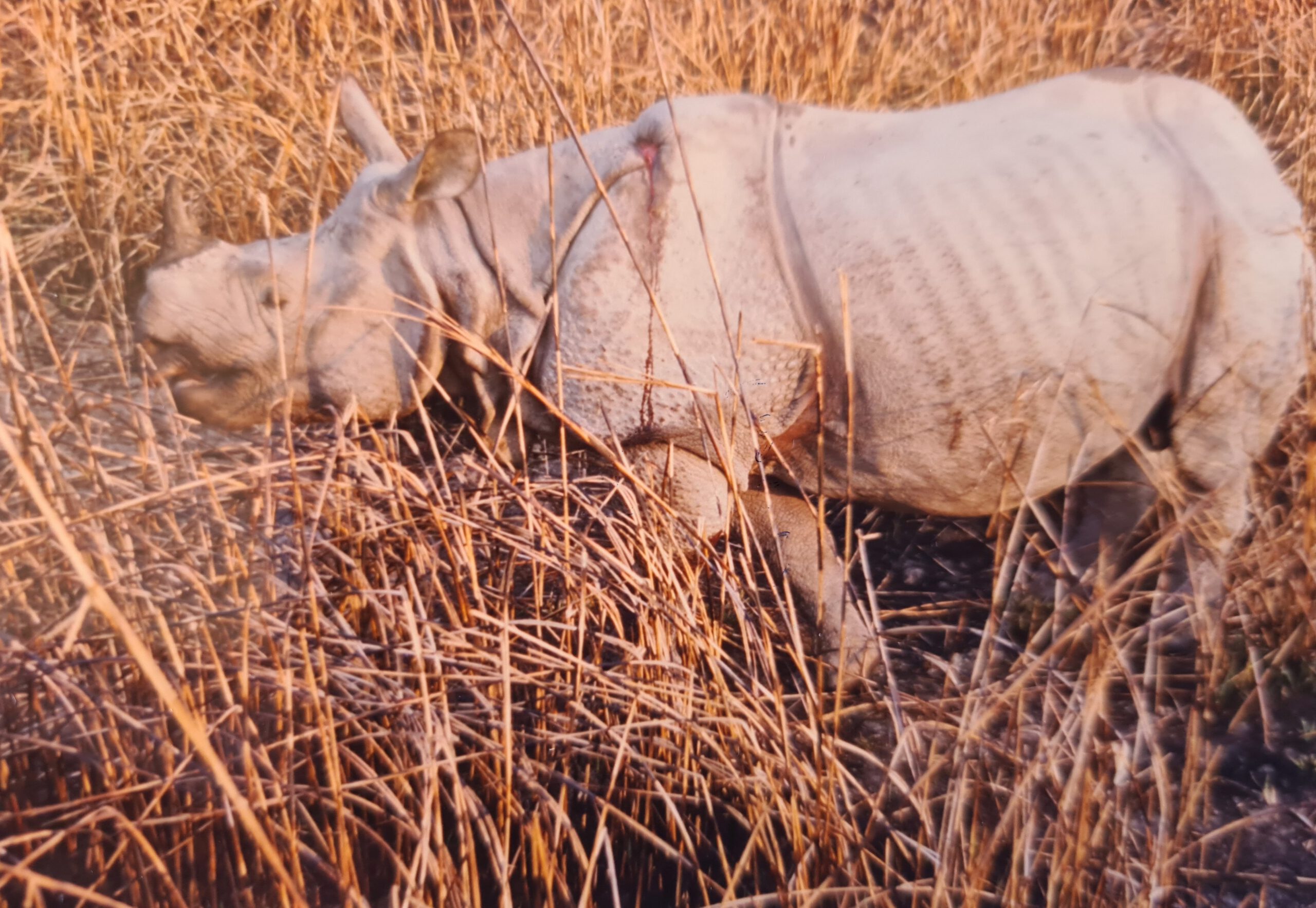 Kaziranga 1996
