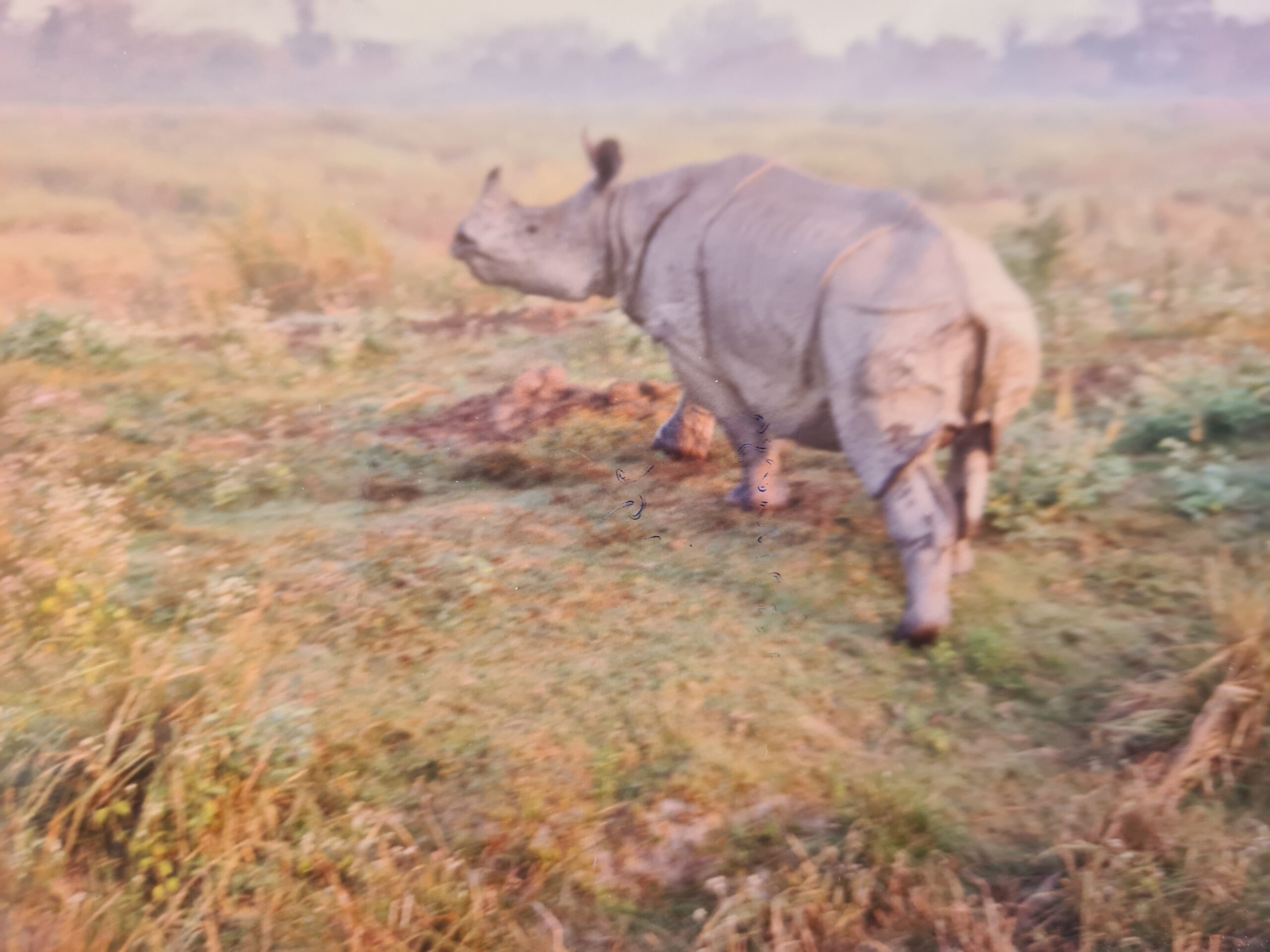 Kaziranga 1996