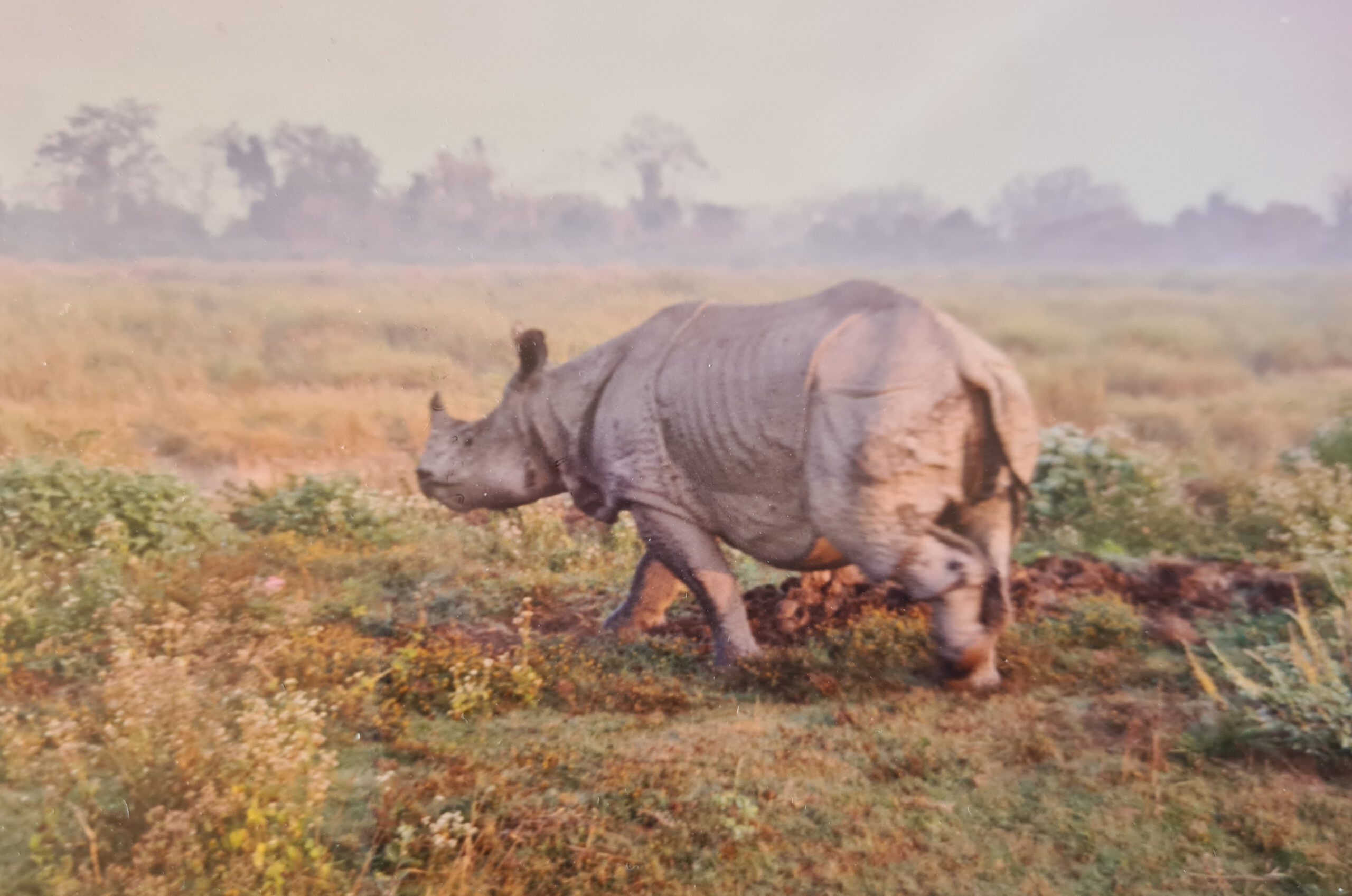 Kaziranga 1996