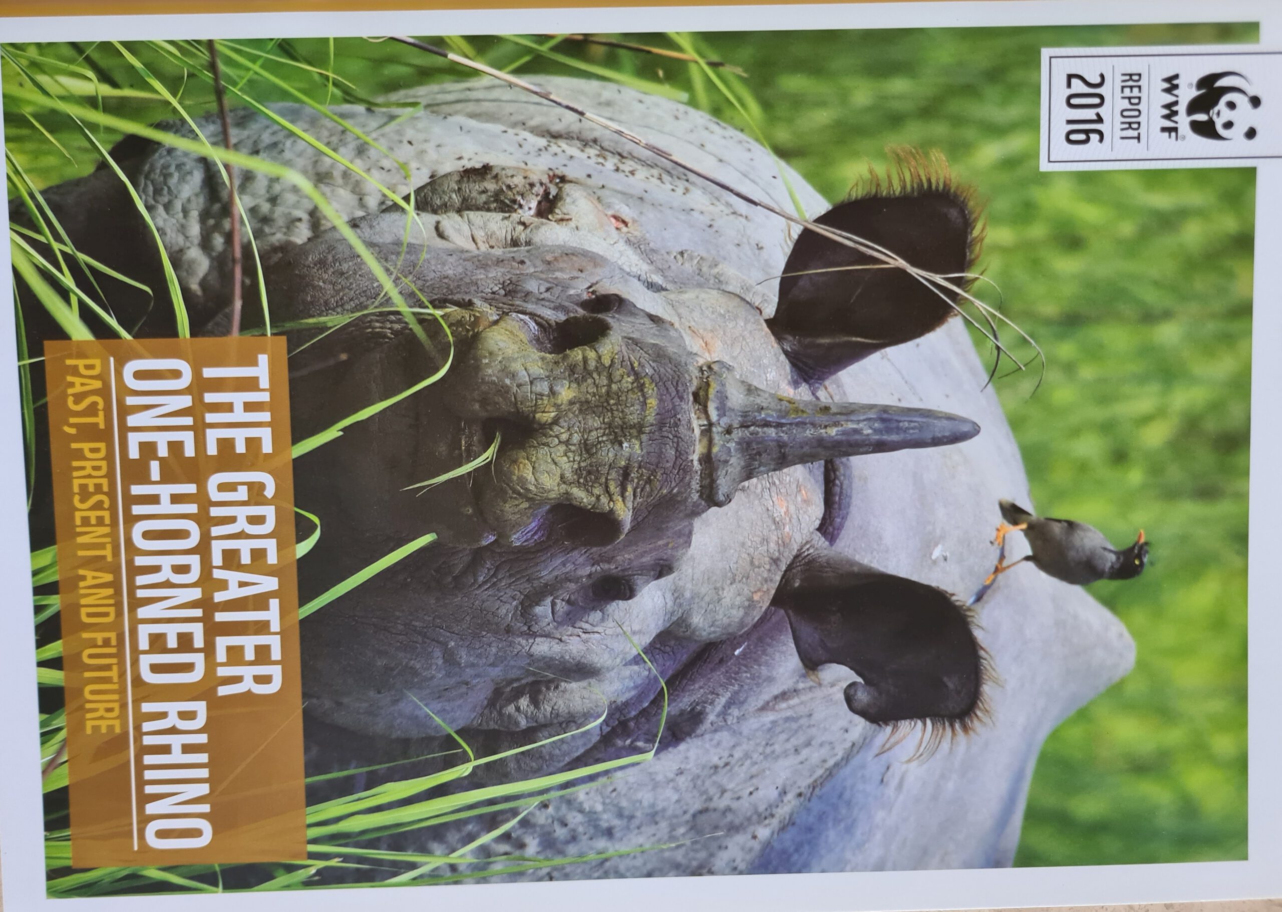WWF Report on Indian Rhino