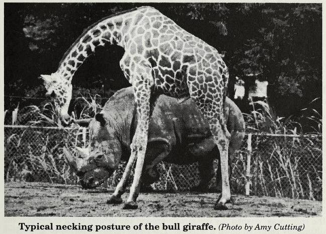 White rhino and Giraffe in Zoo