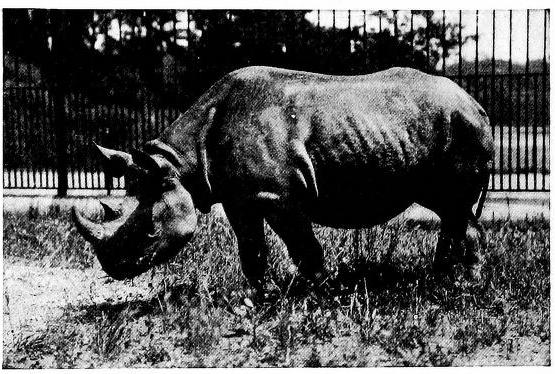 Black rhino in Bronx Zoo