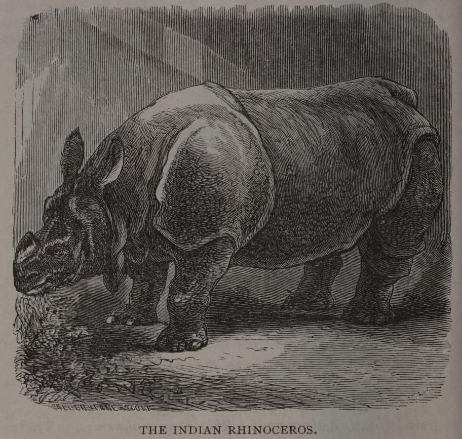 Philadelphia 1880 Indian Rhino