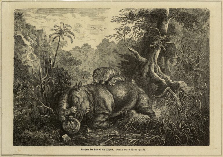 Rhino fight with tigers