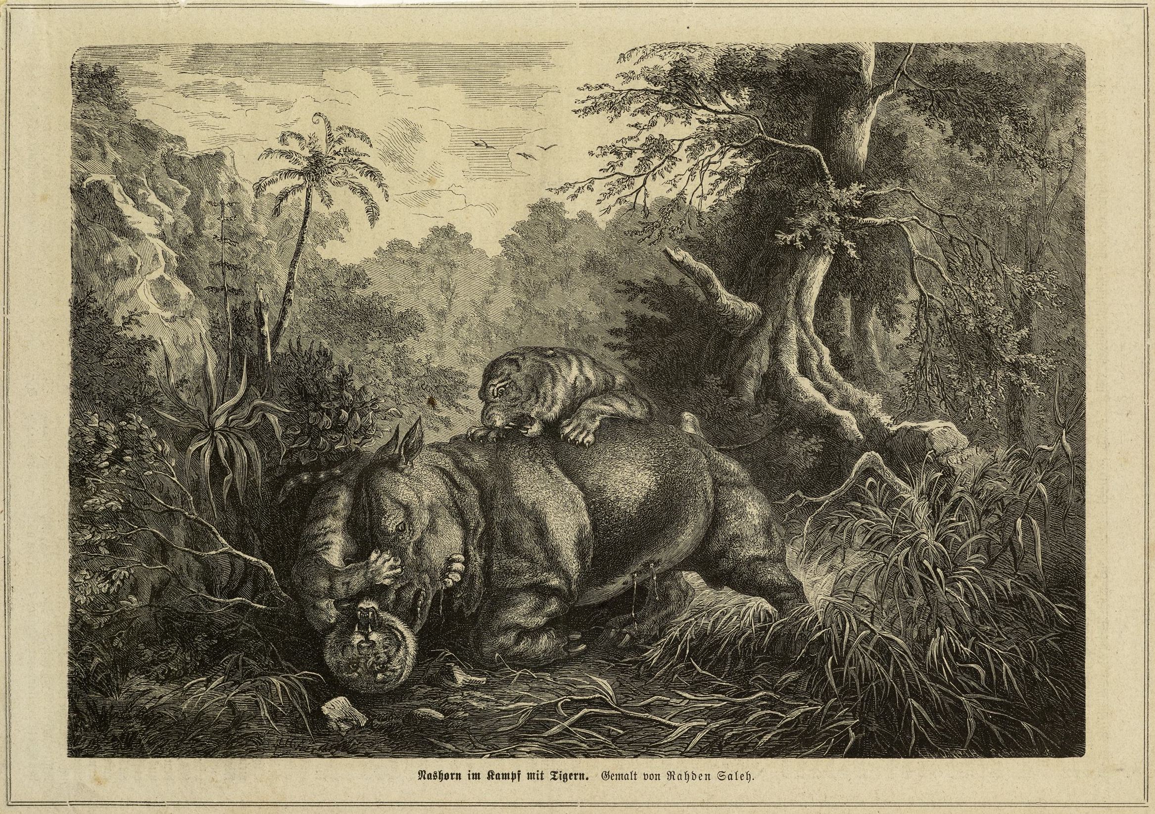 Rhino fight with tigers